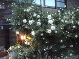 2010_0521a00032.jpg